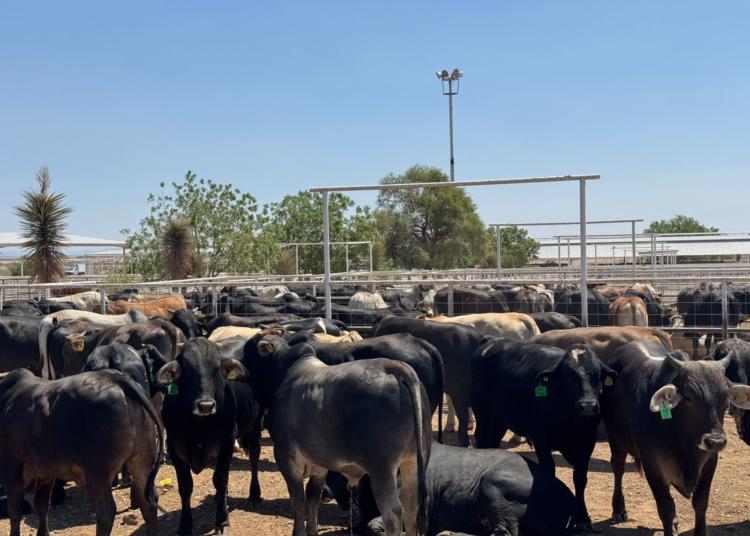 Refuerzan blindaje sanitario en Chihuahua para proteger al ganado y garantizar exportaciones