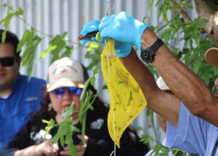 Colocan 500 trampas para detectar a la mosca del Gusano Barrenador del Ganado en Chihuahua