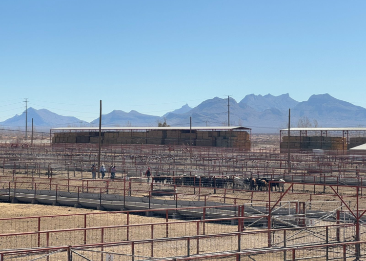 Reactivan exportación ganadera: Listas 70 mil cabezas para cruzar la frontera