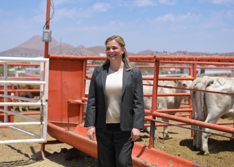 Chihuahua se mantiene libre del Gusano Barrenador gracias a estrategia estatal de sanidad pecuaria