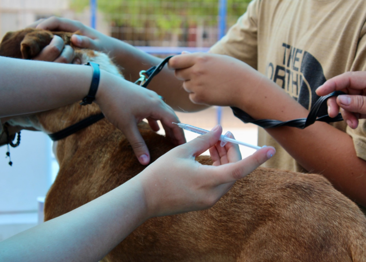 Invita Municipio a jornada gratuita de vacunación y desparasitación para mascotas en modalidad drive thru