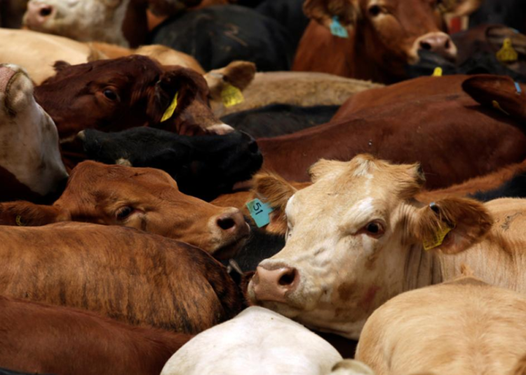 Estados Unidos cierra nuevamente exportaciones de ganado mexicano tras detectar caso de gusano barrenador