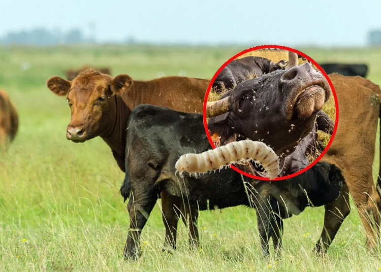 Yucatán reporta 82 nuevos casos de gusano barrenador en ganado; suman 212 en 2025