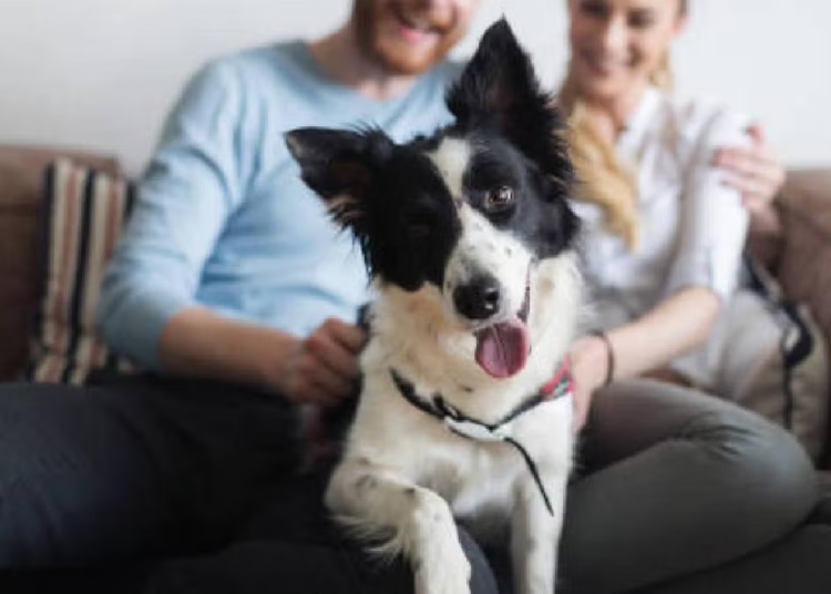 Aprueban en CDMX custodia compartida de animales en casos de divorcio