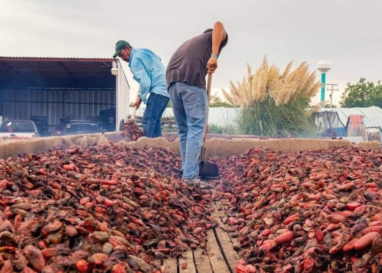 Gobierno del Estado busca posicionar al chile chipotle chihuahuense a nivel internacional