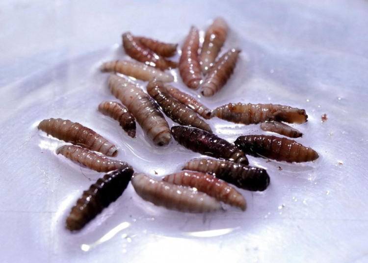 Detectan 41 casos de miasis en humanos en México; la mayoría en Chiapas