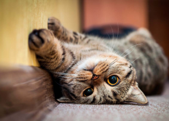 8 de agosto, Día Internacional del Gato