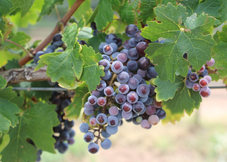 Produce Gobierno del Estado 10 toneladas anuales de uva en su viñedo propio