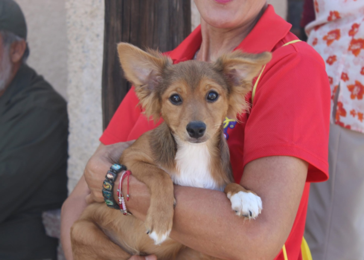 Municipio de Chihuahua alerta sobre síntomas y prevención de la rickettsiaLa