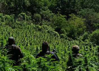 SSPE destruye plantío de marihuana y neutraliza artefactos explosivos en Moris