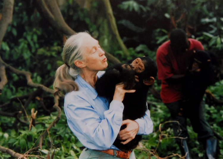 Fallece Jane Goodall, la mayor experta mundial en chimpancés
