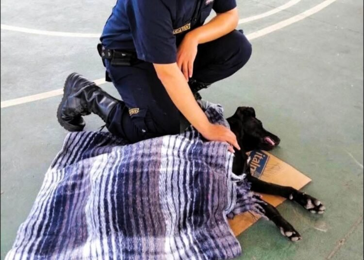 🔴👇🏻 POR CHISMOSO, TERMINÓ ESTERILIZADO