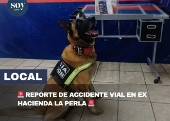 Unidad Canina de Torreón asegura paquetes con droga en operativos de revisión