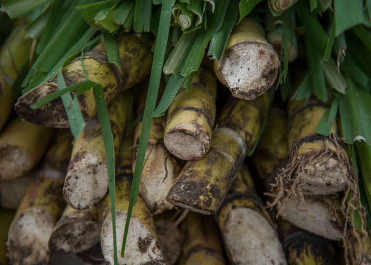 Gobierno sube los aranceles del azúcar para defender al productor mexicano