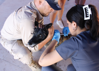Jornada gratuita para mascotas llegará a la colonia Insurgentes este 20 de noviembre