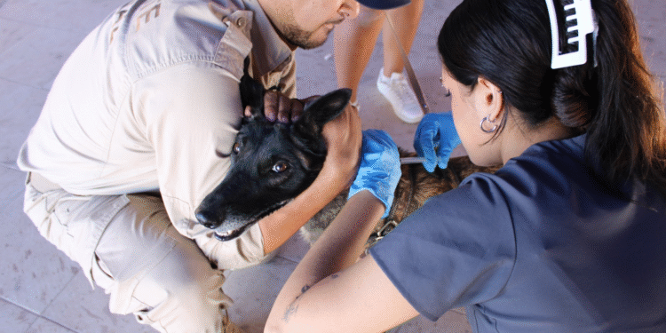 Jornada gratuita para mascotas llegará a la colonia Insurgentes este 20 de noviembre