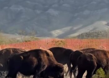 El gigante del norte: la historia del bisonte americano en México