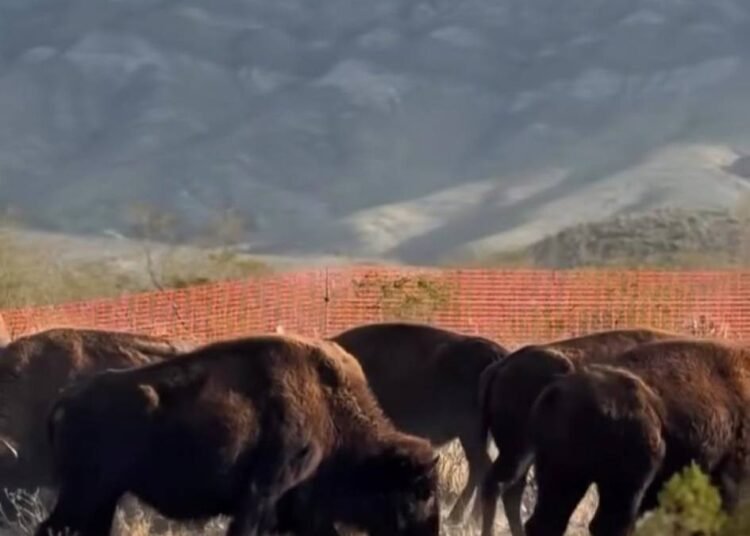 El gigante del norte: la historia del bisonte americano en México