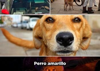 🐶💛🇲🇽 EL PERRO QUE REALMENTE REPRESENTA A TODO MÉXICO