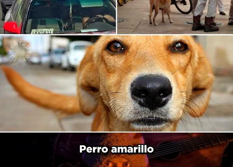🐶💛🇲🇽 EL PERRO QUE REALMENTE REPRESENTA A TODO MÉXICO