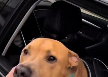 🔮💜 UN LOMITO QUE LE GANÓ A LA VIDA… Y UNA CIUDAD ENTERA LO CELEBRÓHay victorias que no necesitan medallas, porque brillan solas.