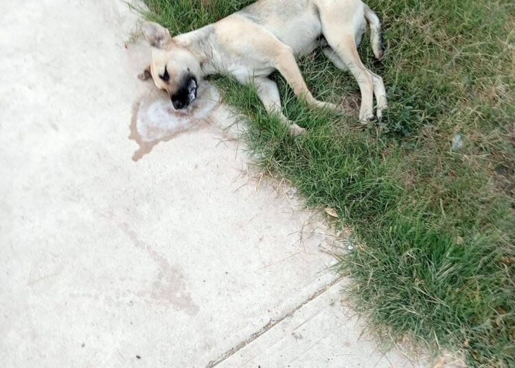 🚨 DENUNCIA CIUDADANA – ALERTA A LAS AUTORIDADES 🚨