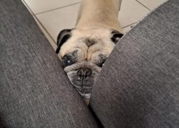 “Chicarcas”, el perrito de Aguascalientes que se vuelve viral por su peculiar talento para esconderse