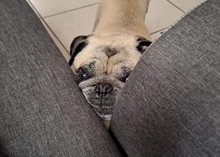 “Chicarcas”, el perrito de Aguascalientes que se vuelve viral por su peculiar talento para esconderse