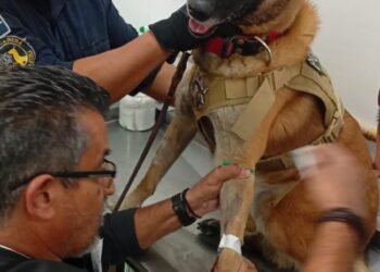 K9 Noah dona sangre para ayudar a un perrito con cáncer en Torreón