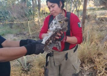 RESCATAN A BÚHO LESIONADO EN EL PARQUE NACIONAL RAYMUNDO