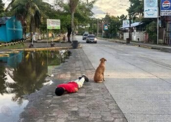Perrito callejero cuida a hombre en estado de ebriedad durante la madrugada navideña