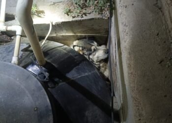 Protección Civil y Bomberos rescatan a perrito atrapado en una cisterna