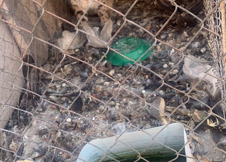 Capturan gato montés dentro de un domicilio en San Pedro de las Colonias